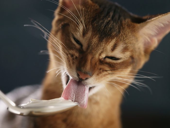 A cat licking yogurt off a spoon