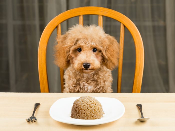 狗能吃米饭吗|苦荞之家