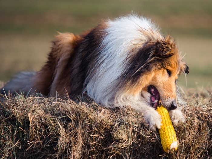 狗能吃玉米吗|苦荞之家