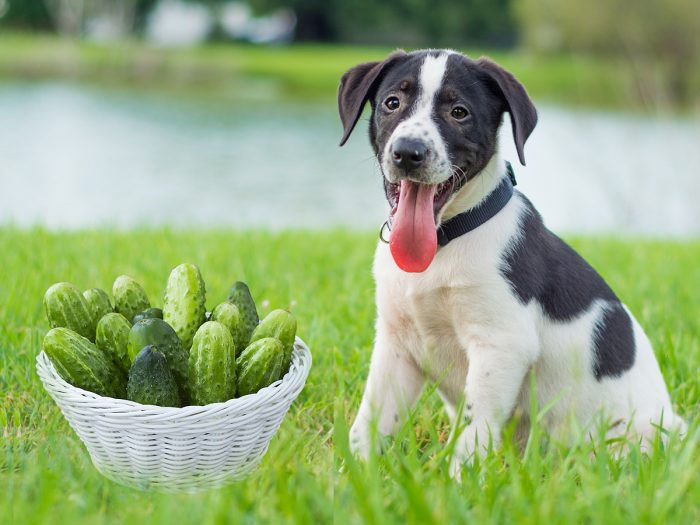 A black and white dog sitting with its tongue out and looking into the camera with a basket full of cucumbers lying next to him