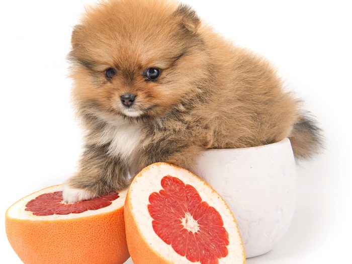 A puppy sitting with his paws on a grapefruit