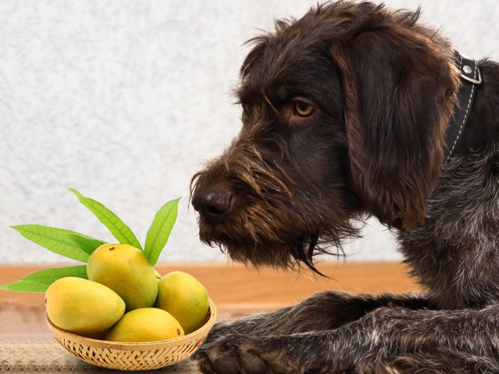 狗能吃芒果吗|苦荞之家