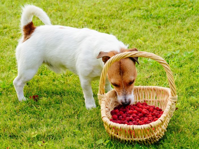 狗能吃树莓吗|苦荞之家