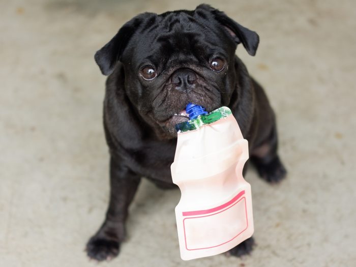 A dog holding a yogurt pouch with its teeth