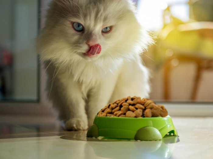 Close-up of a cat licking its lips as it stares at its feeding bowl.