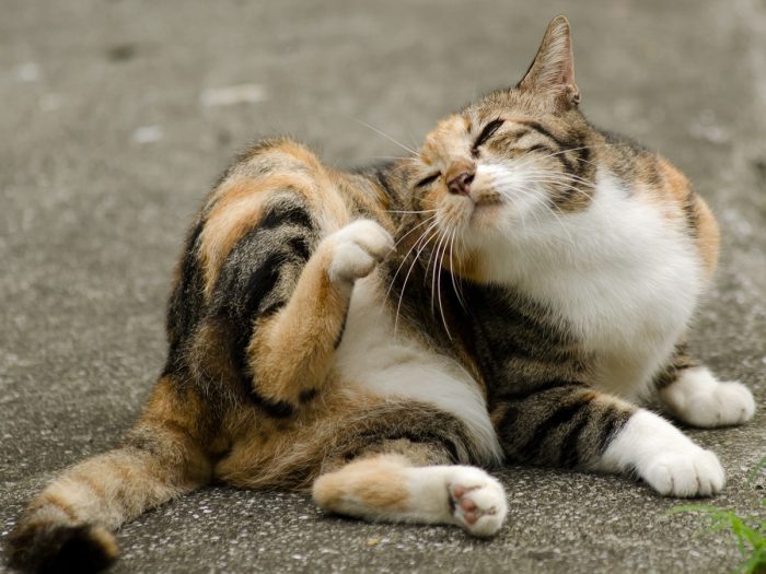 猫跳蚤的10种有效家庭疗法|苦荞之家
