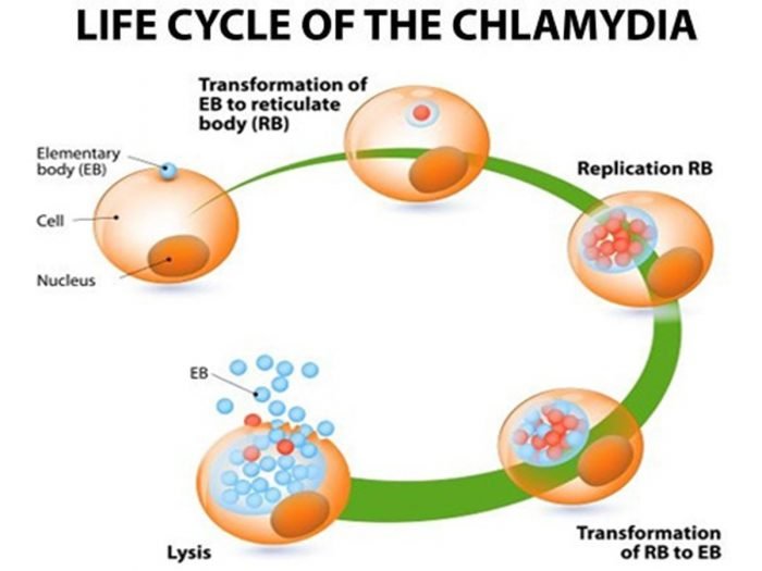 A picture depicting life cycle of chlamydia bacteria