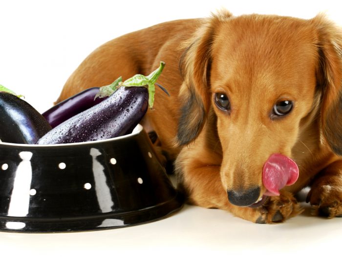 狗能吃茄子吗|苦荞之家