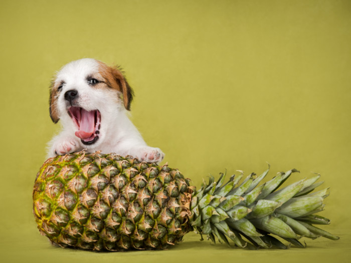 狗能吃菠萝吗|苦荞之家