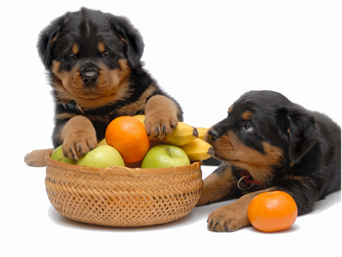 14种对狗最健康的蔬菜和水果|苦荞之家
