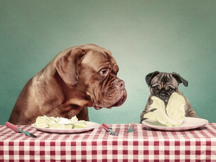 Two dogs, one looking at the other, sitting infront of full plates of cabbage