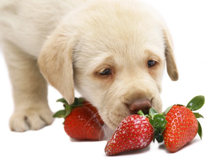 狗能吃草莓吗|苦荞之家