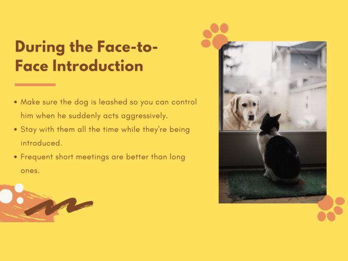 Brief points for face to face introduction of cats and dogs