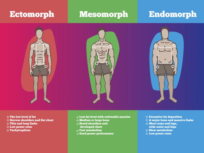 An illustration of three different body types