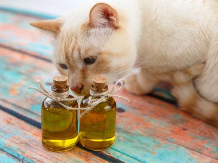 Cat sniffing bottles of oil
