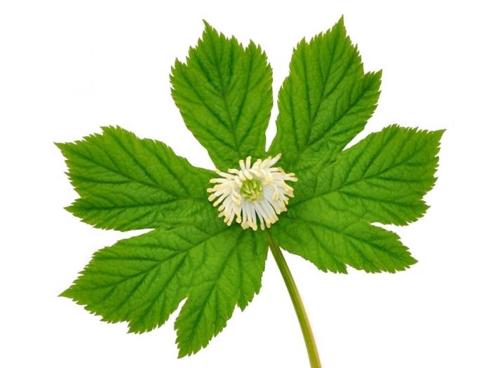 Close-up image of goldenseal flower and leaves on a white background