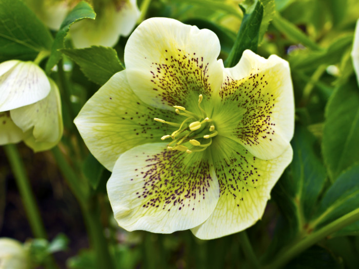 Hellebore的8大好处|苦荞之家