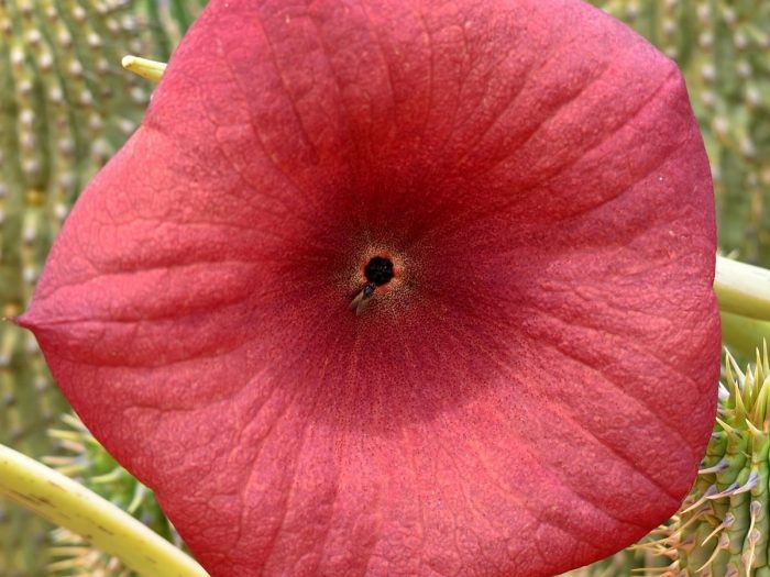 A close-up shot of Hoodia Gordonii, also known as Bushman's hat