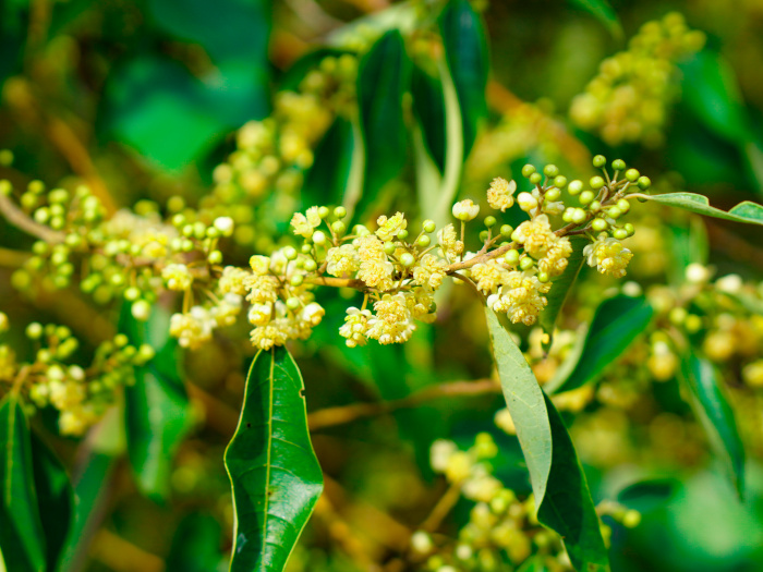 Litsea cubeba leaves and flowers on the tree
