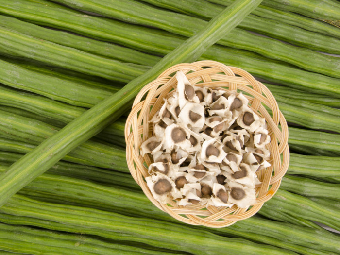Whole moringa or drumsticks with moringa seeds in a cane basket