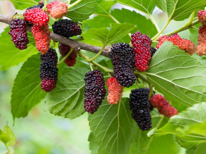 Black and red mulberries on the branch of a tree.