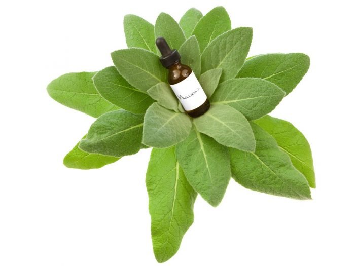 Mullein essential oil bottle kept on the mullein plant