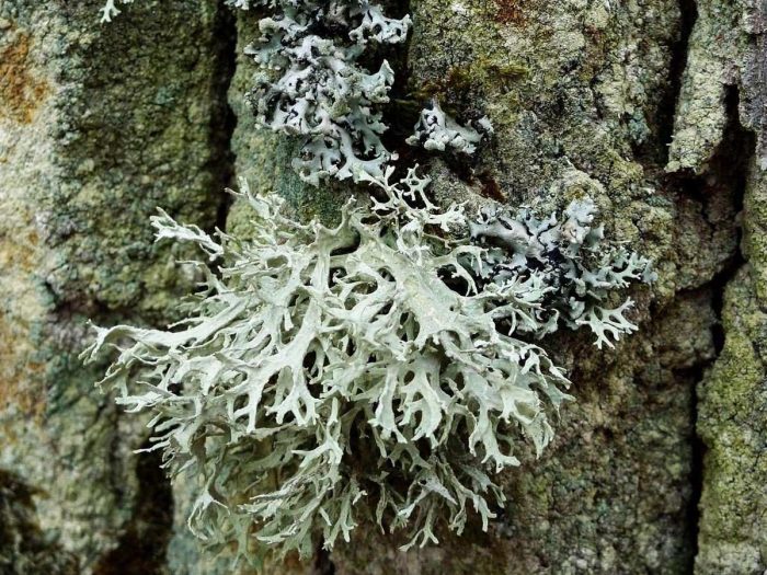 Close up of oakmoss formed on the bark of a tree