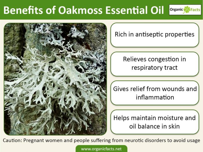 An infographic on the health benefits of oakmoss essential oil
