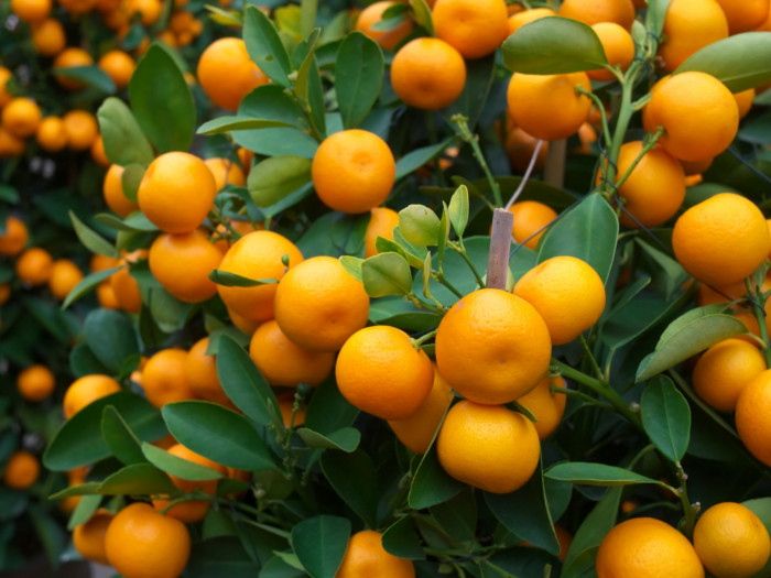 橙子的9大好处和营养成分|苦荞之家