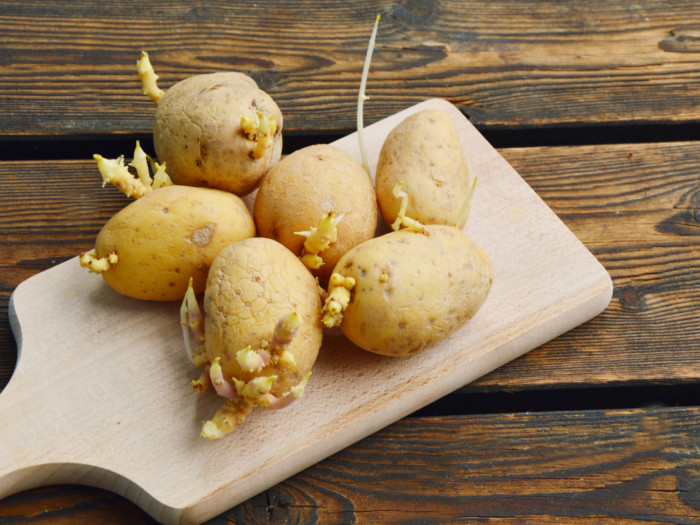 马铃薯芽苗菜的8种防治方法|苦荞之家