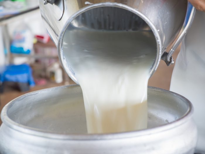 Raw (unpasteurized) milk being poured from a milk can into a barrel
