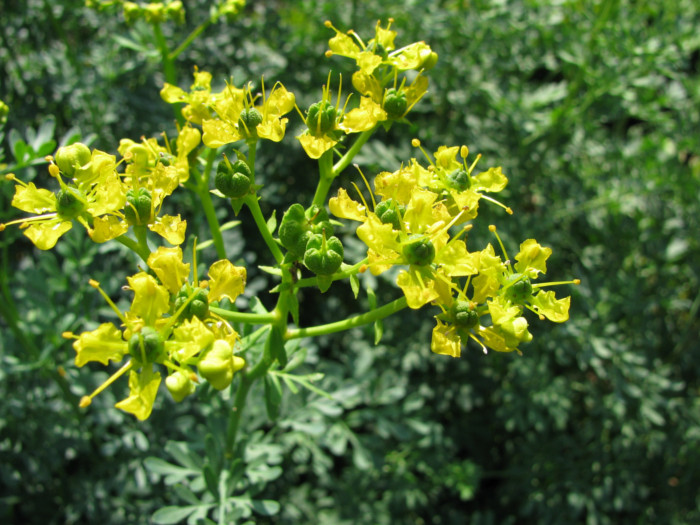 Close-up of rue flowers on stalks