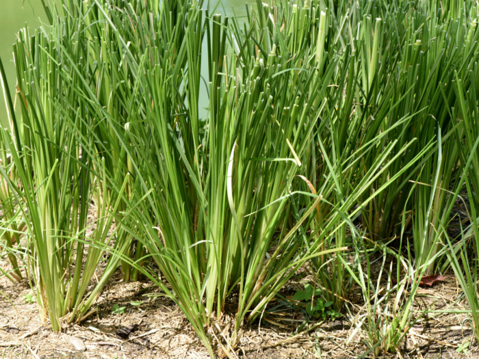 Close-up of tall grass stalks