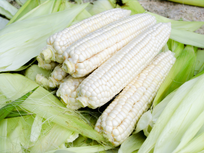 白玉米营养与用途|苦荞之家