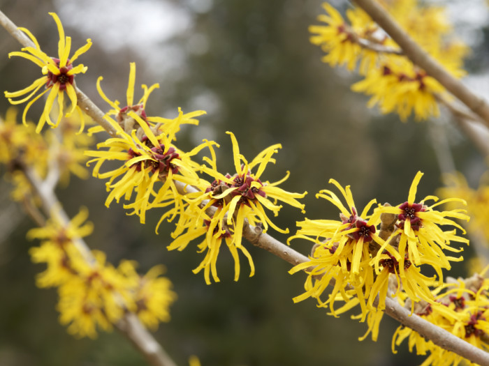 Close up of fresh witch hazel flowers